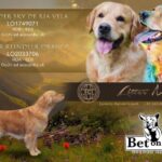 Bet On Gold Cucciolata Litter M - Golder Retriever Inglese da lavoro