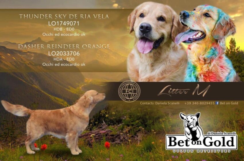 Bet On Gold Cucciolata Litter M - Golder Retriever Inglese da lavoro