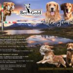 Nuova cucciolata Golden Retriever inglese da lavoro